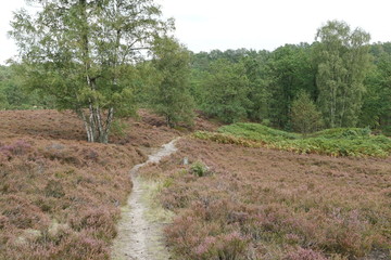 Obraz premium Fischbek Heath, Hamburg