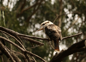 Kookaburra Bird