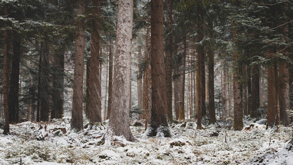 Snowy trees in a winter forest