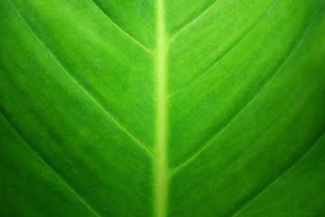 Green leaves background, leaf texture with corerip