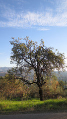 Almond tree against blue Andalusian autumn sky