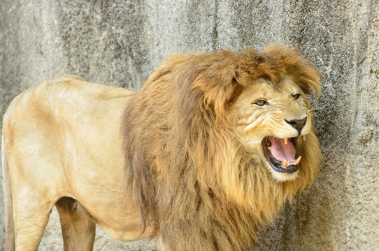 868 Best 吠える Images Stock Photos Vectors Adobe Stock