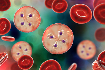 Babesia parasites inside red blood cell, the causative agent of babesiosis. 3D illustration showing classic tetrad-forms of Babesia merozoites so-called Maltese cross formation