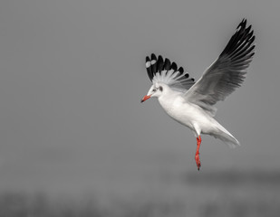 Sea Gull in black and white in mid flight