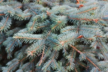 Beautiful green Christmas tree in the forest