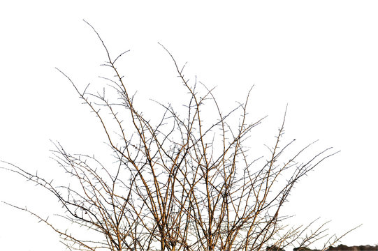 Realistic silhouette of bush with bare branches on white background