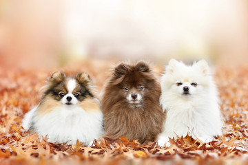 three pomeranian dog in autumn