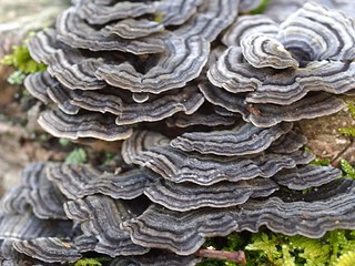 カワラタケの群生