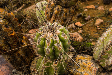Super thornes of a cactus in the north of Chile.