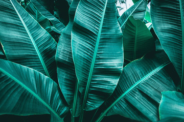 tropical banana leaf texture in garden, abstract green leaf, large palm foliage nature dark green...