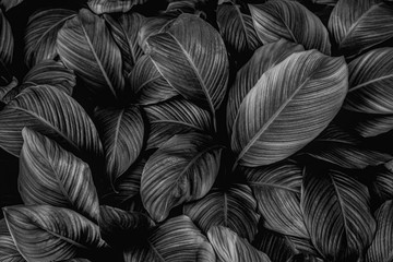 Obraz na płótnie Canvas leaves of Spathiphyllum cannifolium, abstract monochrome texture, nature background, tropical leaf