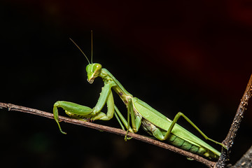 closeup mantis on tree branch, macro shot of mantis which can be used as background