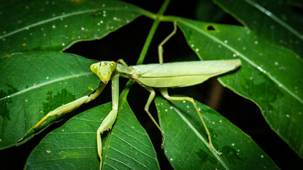 closeup mantis on fresh green leaf, macro shot of mantis which can be used as background