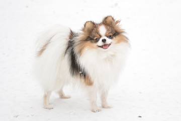 Cute happy tricolor parti pomeranian dog standing in the snow