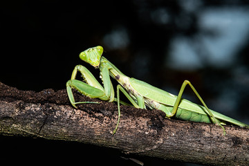closeup mantis on tree branch, macro shot of mantis which can be used as background