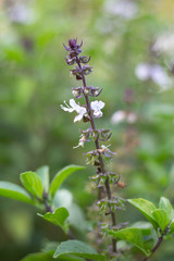 The flowers of the basil are blooming beautifully