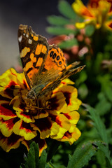 Butterfly feeding of the flower.