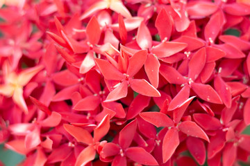 Orange red needle flower background