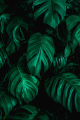 abstract green texture, nature background, tropical leaf