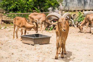 Chon Burii, Thailand - October, 05, 2019 : Young Barbary Sheep at Khao Kheow Open Zoo , Chonburi...