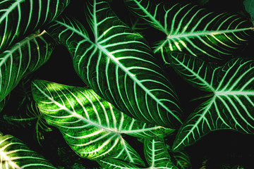 Fototapeta na wymiar tropical leaves, abstract green leaves pattern texture, nature background