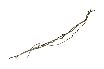 Spiral twisted jungle tree branch, vine liana plant isolated on white background, clipping path...