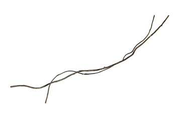 Spiral twisted jungle tree branch, vine liana plant isolated on white background, clipping path included