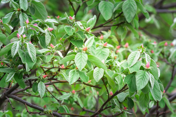 flowering quince fruit natural background
