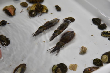 ３匹のアオリイカ