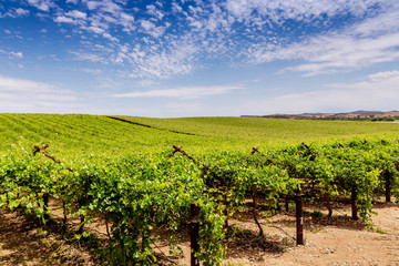 Fototapeta na wymiar Green vineyard and blue cloudy sky