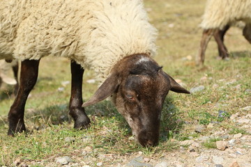 Fischbek Heath, Hamburg