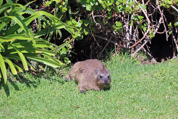 Klippschliefer in Cape Town South Africa