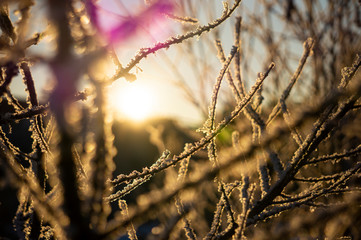 Sunlight breaking through the winter, frosty branches of trees, without leaves.Selective focus.