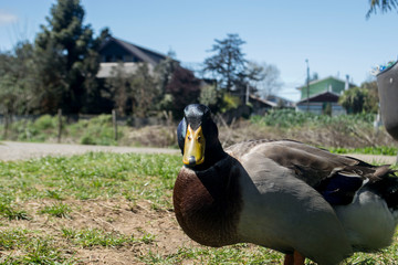 HI there! it's me Duck.