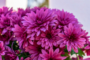 pink chrysanthemum