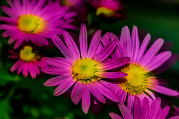 pink flower of chrysanthemum