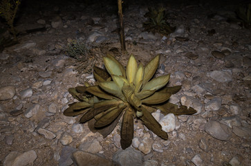 A nocturnal plant grows in a dried up seasonal Zim stream in the desert in southern Israel near the Avdat fortress - obrazy, fototapety, plakaty