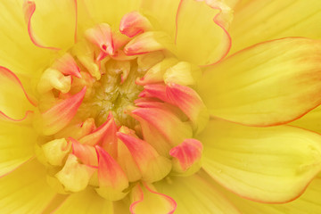 Close up of yellow and pink dahlia