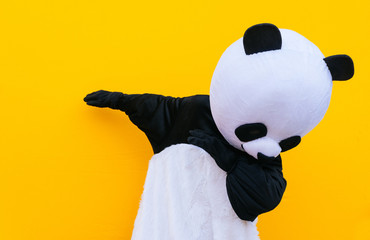 Person with panda costume dancing dab dance. Mascot character lifestyle concept on colored...