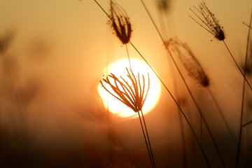 Obraz premium Silhouette flowers plant with the sun in background.