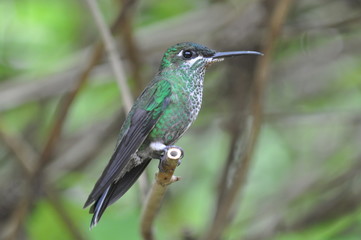 Colibri vert bleu, Costa Rica