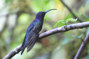 Colibri vert bleu,  Costa Rica