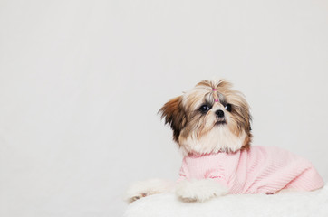 beautiful shih tzu puppy lies, dressed in a pink and beautiful hairstyle