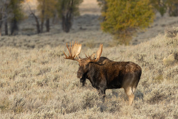 Bull Shiras Moose in Autumn in Wyoming