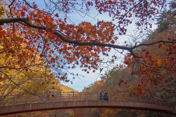maple leaves and bridge