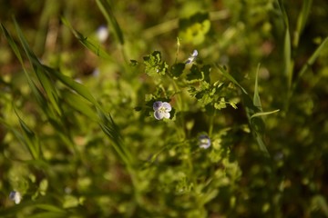 fiore teneri