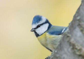 Blaumeise hinter dem Ast