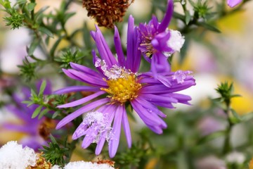 Obraz premium Blooming aster New Belgian in late autumn. Violet flowers under the snow.