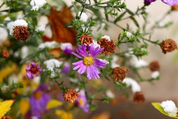 Blooming aster New Belgian in late autumn. Violet flowers under the snow.