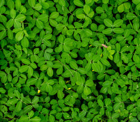 Abstract blur the green and dark background